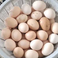 تخم نطفه دار مرندی