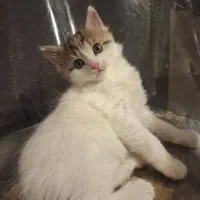 واگذاری گربه ی پرنسس