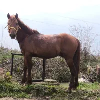 اسب