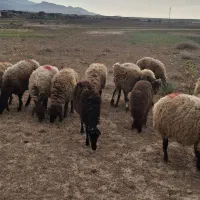 گوسفند داشتی (میش)