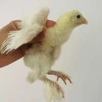 جوجه برهما۲۵روزه