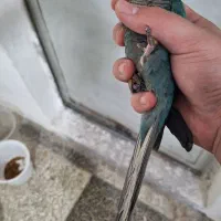 گرینچیک تراکوییس