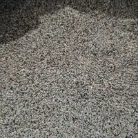 بذر