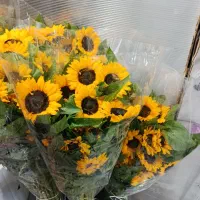 گل رز|گل و گیاه طبیعی|یزد, |دیوار