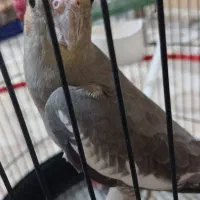 عروس هلندی