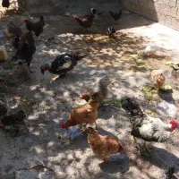مرغ و خروس و جوجه