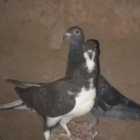 کفتر رنگه