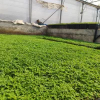 کاشت نشا گوجه فرنگی برای انبارداری
