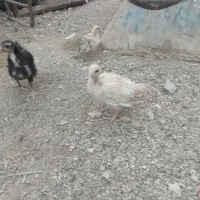 جوجه بومی