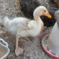 فروش جوجه اردک