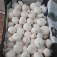 تولیدی قارچ