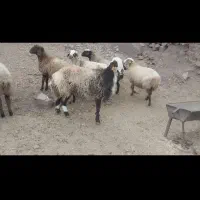 میش داشتی قوچ خورده از قوچ همو