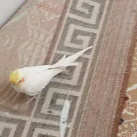 پرنده|پرنده|گلپایگان, |دیوار