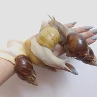 حلزون آچاتینا آفریقایی