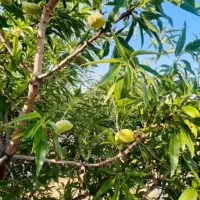 باغ-دهنوقلندری