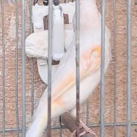 یک عدد قناری نر