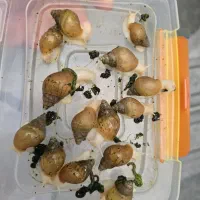 حلزون|خزنده|کوهسار (البرز), |دیوار