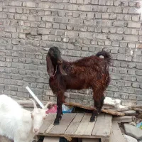 بز نر