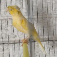قناری نر