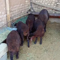 7 راس بره شیر ترکی و افشاری