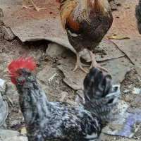 خروس محلی