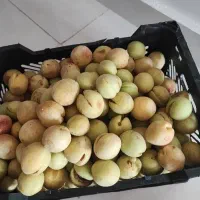 اریک / زردآلو نوبرانه ۱۰ کیلو