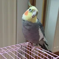 طوطی عروس هلندی نروماده