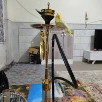 قلیون در حدنوع