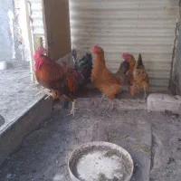 مرغ‌وخروس‌محلی‌