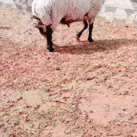 قوچ