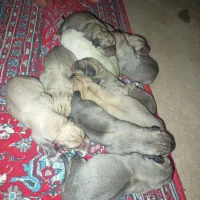 توله سگ پژدر