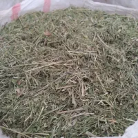 یونجه چین دوم شلیف گرفته شده