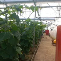 اجاره خودرو کشنده باتانکر