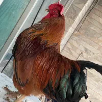 خروس زیبا و سالم