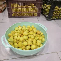 انجیر تازه درجه یک بدون دانه