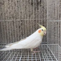عروس هلندی