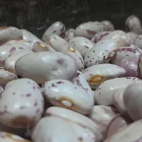 لوبیا خوراک محلی و درجه یک|خوردنی و آشامیدنی|خان ببین, |دیوار