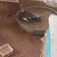 اردک بزرگ