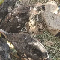 جوجه بوقلمون