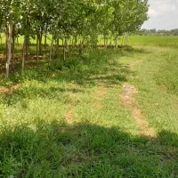 زمین باغی مسکونی