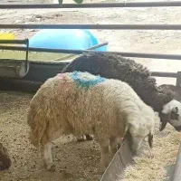 قشلاق  زنده مرتعهای غرب گوسفند