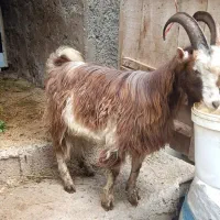 اردک پکنی وبز نر جوان صحرایی