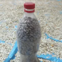 تخم کدو ولوبیا چیتی