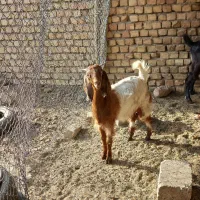 بزغاله پاکستانی نر و ماده.