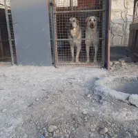 ۲تا توله سگ عراقی نروماده