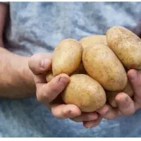 سیب زمینی تازه بار روز و پیاز سفید