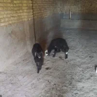دو عدد بره یکی نر یکی ماده