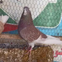 شازده|پرنده|مبارکه, |دیوار