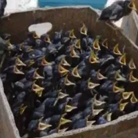 جوجه مینا پرپوش