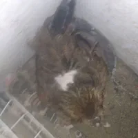 مرغ کرچ یانه
